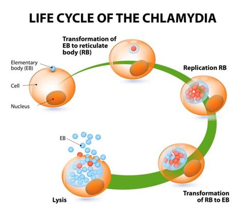 Chlamydia Pneumoniae | symptoms, types, diagnosis, treatment