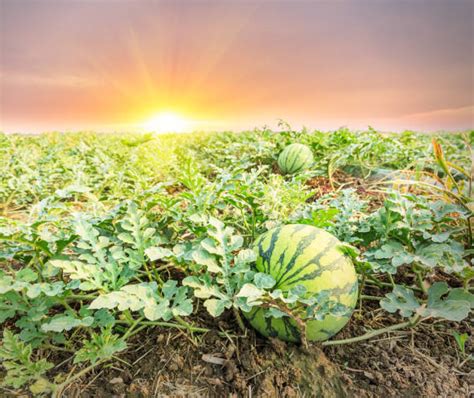 Melons Field Background Stock Photos, Pictures & Royalty-Free Images ...