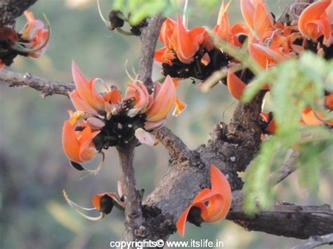 Palash Tree | Butea Monosperma | Dhak | Bastard Teak Tree