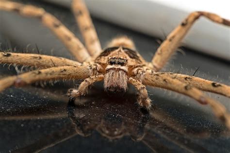 Spiders in Florida Series – Common Domestic House Spiders - Drive-Bye Pest Exterminators