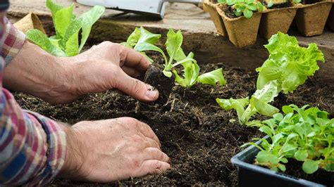 How To Start a Vegetable Garden - Canadian Food Focus