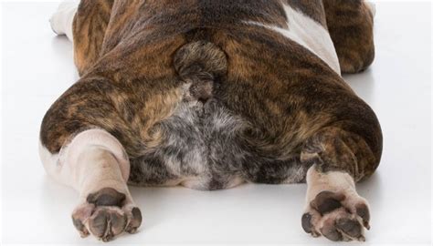 20 Dog Breeds Most at Risk for Hip Dysplasia (and what to do about it)