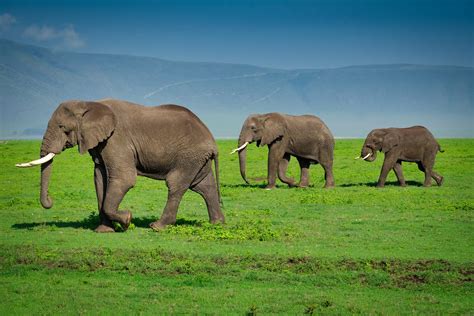 Ngorongoro Conservation Area | Enticing Journeys