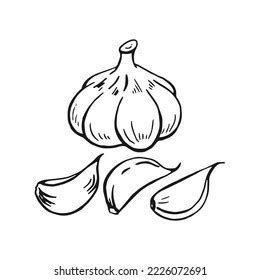 Set Garlic Outline Hand Drawn Vector Stock Vector (Royalty Free ...