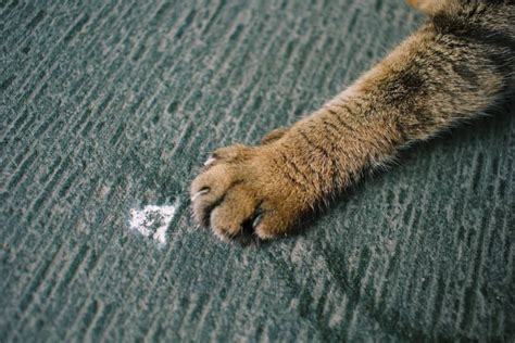 Declawing Cats: Is It Cruel To Declaw a Cat?