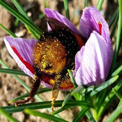 Natural Bee Pollen Granules Healthy Superfood Raw Honey Bee | Etsy