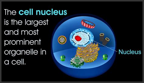 Facts about the Cell Nucleus | Nuclear membrane, Learn biology, Gene ...