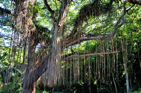 Hanging Prop Roots of Banyan Tree near Kapalua on Maui, Hawaii ...