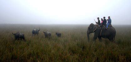 Assam Wildlife Tour Package With Yatra - Travel Package Deals & Offers