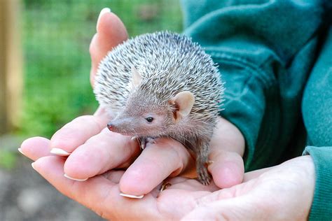 Lesser Hedgehog Tenrec | The Maryland Zoo