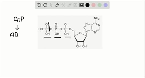 ATP Hydrolysis: Mechanism, Energy Output And Significance, 58% OFF