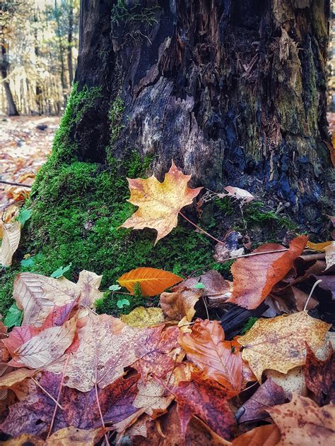 Classic Canadian fall scenery : r/pics