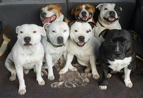 English staffordshire bull terriers. Group shot. Love staffies. | English staffordshire bull ...