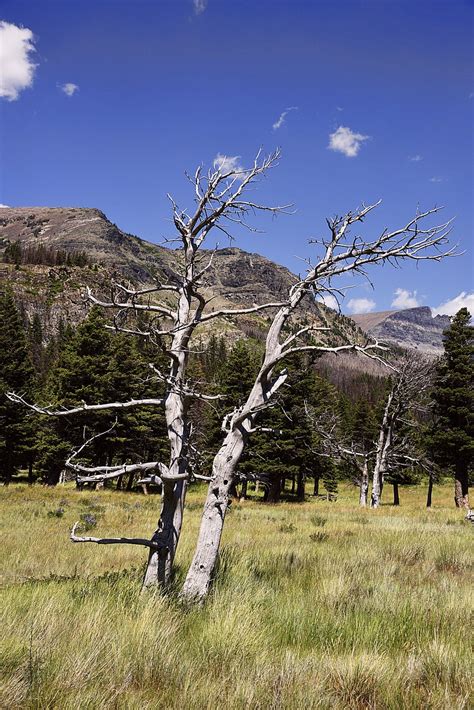 Trees Tree Snag Forest - Free photo on Pixabay - Pixabay