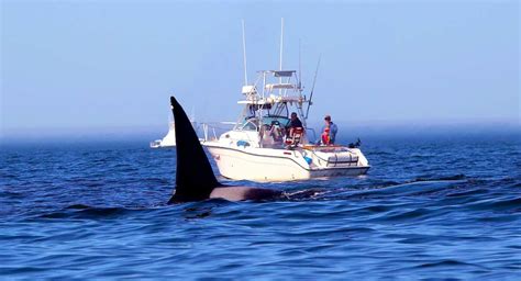 Orca attacks highlight season's coastal activity