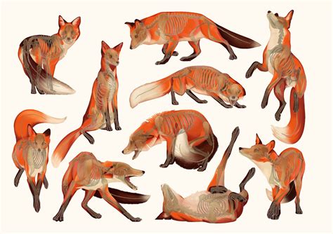 Fox anatomy – Artofit