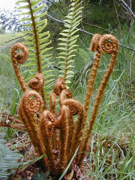 Dryopteris wallichiana – Ballyrobert Gardens