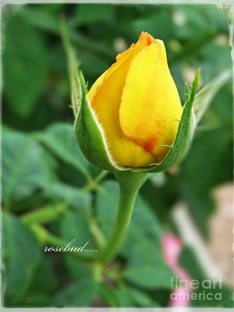 Rosebud - Yellow Rosebud Flower Photograph by Ella Kaye Dickey - Fine Art America