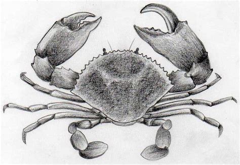 Crab Drawing