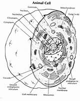 Cell Organelles Coloring Worksheets sketch template