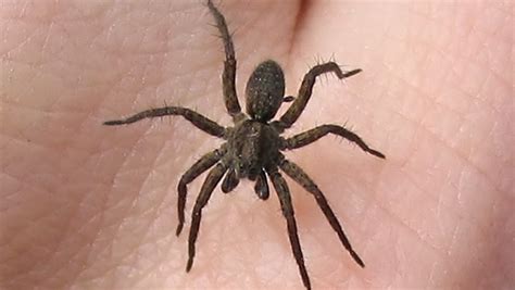 The most dangerous spiders found in Canada and what you need to know | CTV News