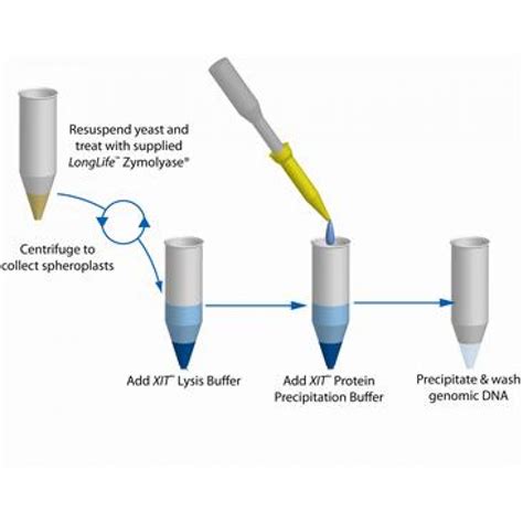 Genomic DNA Extraction from Yeast and Fungal Samples