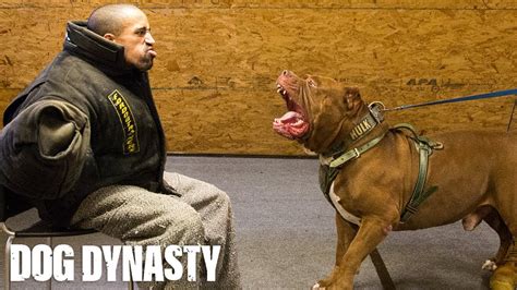 Getting Smashed By Hulk - The World's Largest Pitbull | DOG DYNASTY ...