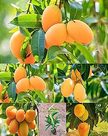 Trothic Gardens Mulgoba Malgova Mango Fruit Live Plant (Grafted Variety) : Amazon.in: Garden ...