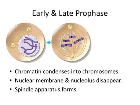 Prophase Mitosis