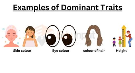 Dominant Traits-Definition and Examples