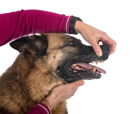 Premium Photo | Teeth of old german shepherd in front of white surface