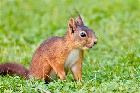 Talking About Red Squirrels - Mihaela Limberea