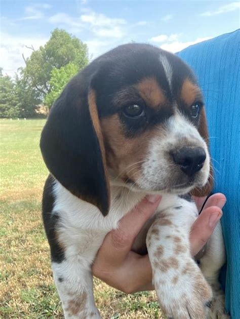 purebred beagle puppies - Nex-Tech Classifieds