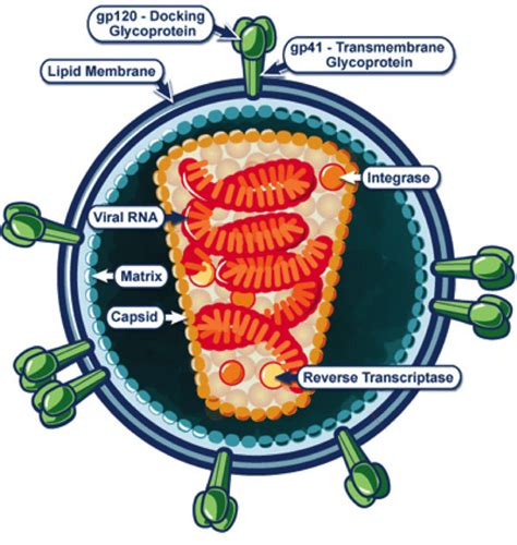 Dartmouth Undergraduate Journal of Science | Humans’ Endogenous Retroviruses Influence Our Brain ...