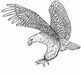 Free Printable Bald Eagle Coloring Pages For Kids sketch template