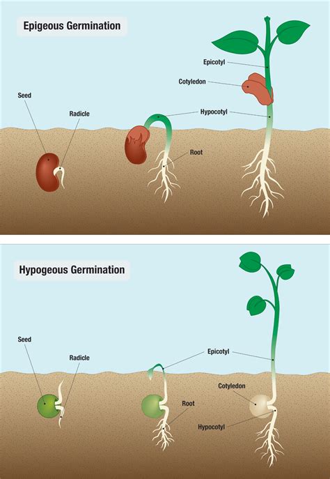 Statewide Dual Credit Introduction to Plant Science, Plant Reproduction ...