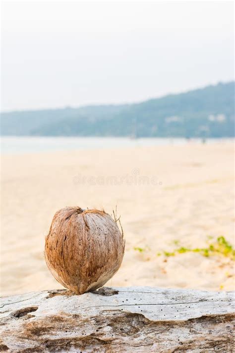 Coconut on the Andaman Beach with Sunset Stock Photo - Image of tropical, vacation: 71992216