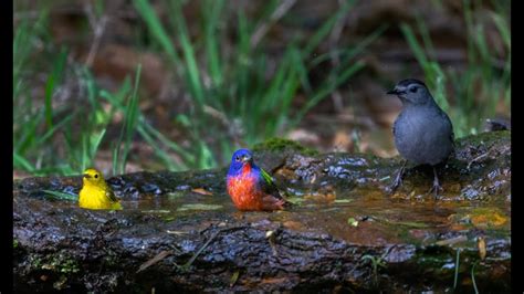 2022 Texas Bird Migration - YouTube