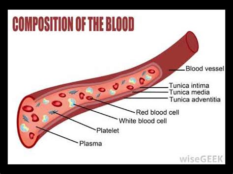 What are Mesangial Cells - YouTube