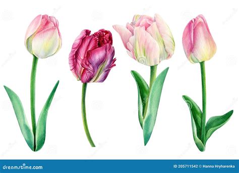 Tulips on White Background, Spring Watercolor Flowers, Floral Clipart ...