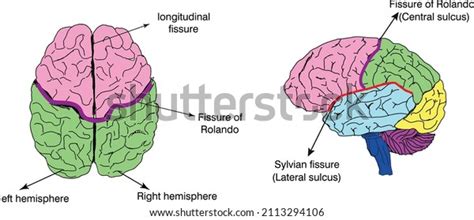 10 Longitudinal Fissure Stock Vectors, Images & Vector Art | Shutterstock