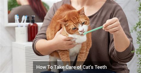 How To Take Care of Cat’s Teeth