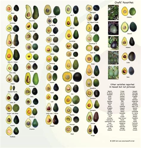 How Many Avocado Varieties do you Know? Here are Over 50 | Avocado ...