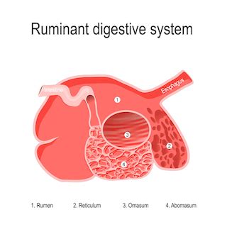 Ruminant Methanogens as a Climate Change Target