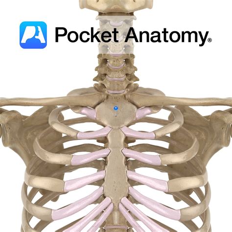 Sternum - manubrium - Pocket Anatomy