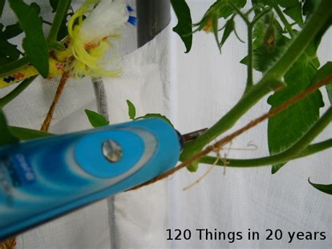 120 things in 20 years: Entomology - Buzz pollination via electric bee