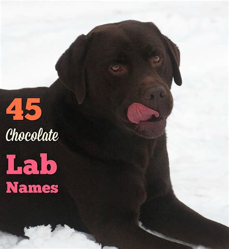 45 Meaningful Female Chocolate Labrador Names - The Modern Bark | Dog Training Tips