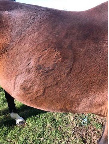 Seriously! 23+ Truths Of Ringworm In Horses Pictures Your Friends Did not Let You in! | Mckaig61341