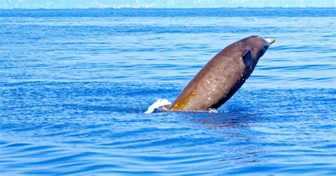 Cuvier’s Beaked Whale Sets Record With Nearly 4-Hour Dive