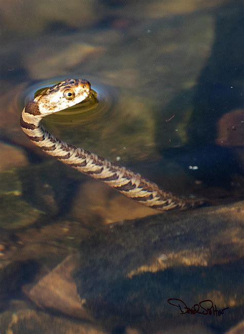 Baby Common Water Snake Photograph by David Salter - Fine Art America